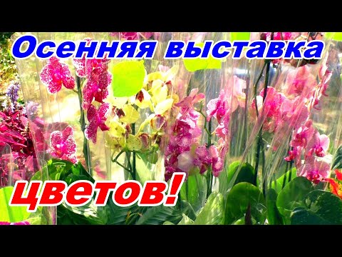 Видео: "ФЕЕРИЯ ЦВЕТОВ" 💮💐Прогулка по Осенней Выставке цветов и растений. Город Ростов-на-Дону.