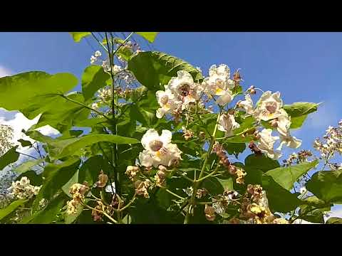Видео: Цветёт липа - медонос главного взятка.
