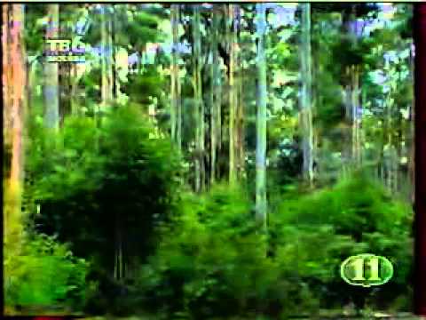 Видео: Воробьи Австралии / Grassfinches of Australia
