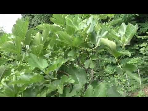 Видео: Инжир в ОГ прищипывать или не прищипывать