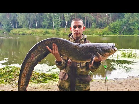 Видео: Ловля СОМА | СОМ на ВЫПОЛЗКА на Свислочи