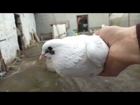 Видео: 11.03.2022.Узок кутилган видео куринглар яхшисидан ушалди. #голуби #кабутар #pigeon #kabutar