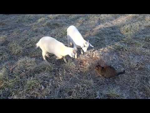 Видео: Из города в деревню / Октябрьский влог