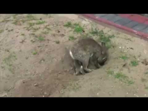 Видео: Зайчиха прячет зайчат, от увиденного замираешь.