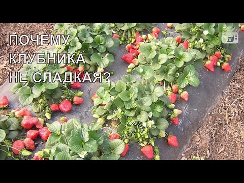 Видео: Почему клубника выросла не сладкая -10 основных причин