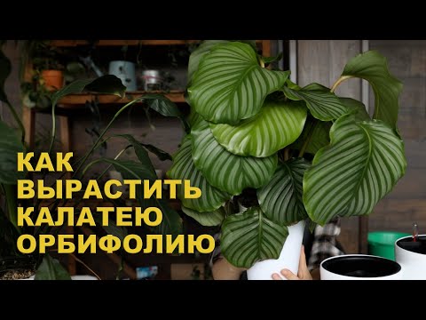 Видео: Мои УСЛОВИЯ для КАЛАТЕИ ОРБИФОЛИИ / ПЕРЕСАДКА калатеи и СПАТИФИЛЛУМА