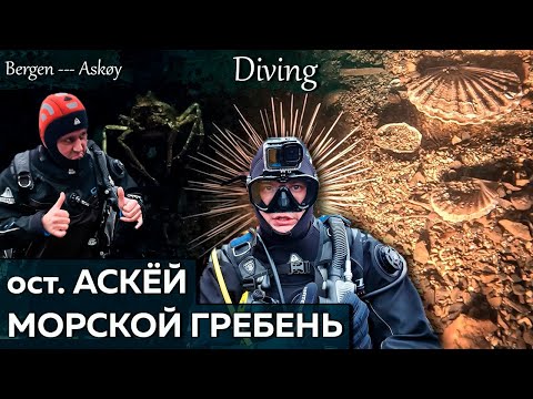 Видео: Дайвинг на Норвежском острове в районе Бергена. Остров Askoy .Морской Гребешок и Рыба