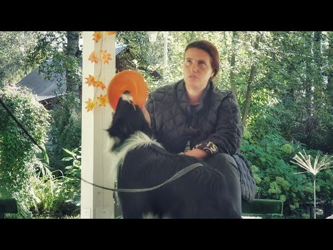 Видео: ДТ - 788. Все время что-то учили. Бордер колли: тянет, требует, берет