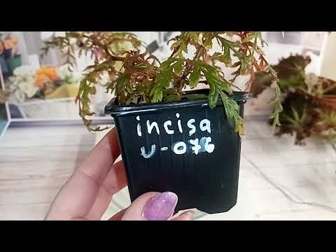 Видео: Бегония - любовь моя. 7 серия.