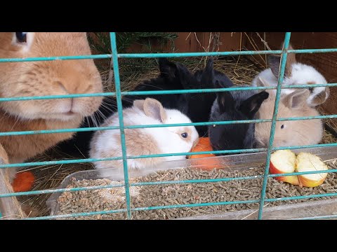 Видео: СОДЕРЖАНИЕ КРОЛИКОВ🐇РАЗВЕДЕНИЕ КРОЛИКОВ🐇🐰🐰🐇🐰