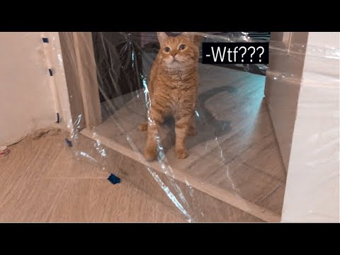 Видео: Кот Vs Невидимая стена