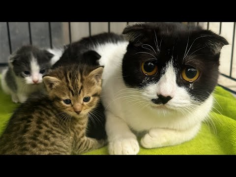 Видео: Обезвоженная кошка защищала котят лапой.. Её забрали в ветклинику. То, что случилось там — не забыть