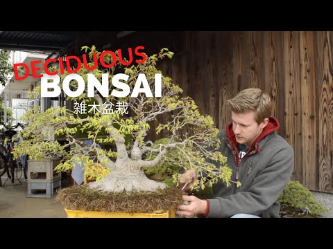 Видео: Советы по сезонному выращиванию бонсай из широколиственных и листопадных растений | Bonsai-U