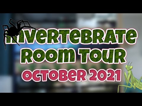 Видео: Экскурсия по комнате с инвертами/насекомыми!