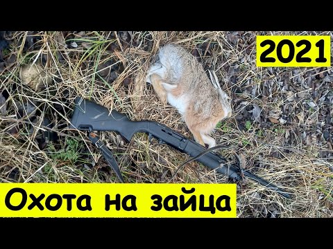 Видео: Охота на зайца по чернотропу без собаки