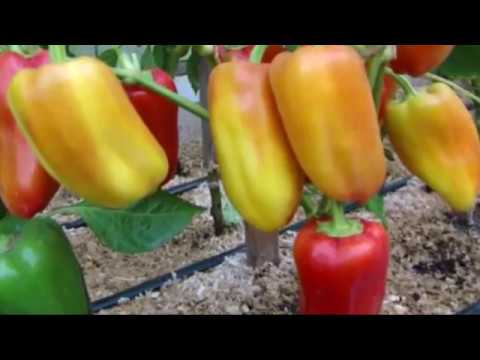 Видео: Обзор сладких перцев в теплице.  Часть 2