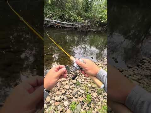 Видео: Неуловимая пеструха #fishing #troutfishing #catchandrelease #reels #browntrout 