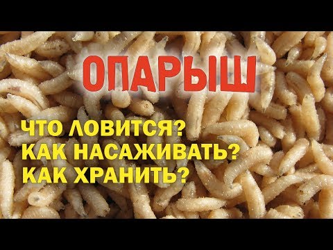 Видео: Опарыш | Как насаживать | Что ловится | Как хранить |  Рыбалка|Fishing|Наживка
