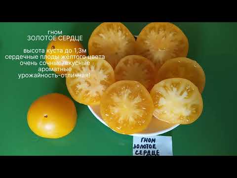 Видео: КАТАЛОГ ТОМАТОВ НА 2026 ГОД. Лучшие сорта Софии Сааковой, В.Г.Алифирова, Минусинские, Коллекционные.