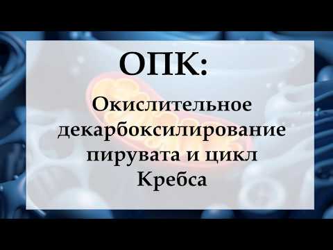Видео: ЭНЕРГООБМЕН 2. ОПК: ОКИСЛИТЕЛЬНОЕ ДЕКАРБОКСИЛИРОВАНИЕ ПИРУВАТА И ЦИКЛ КРЕБСА