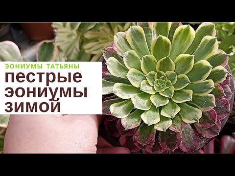 Видео: Пестрые эониумы в период роста зимой