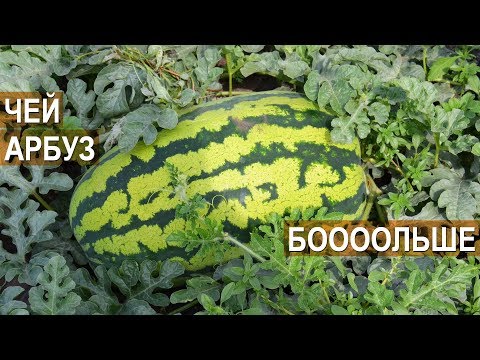 Видео: Агробатл 6.09.2019 Битва  арбузных технологий. КФХ Пономоревых