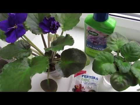 Видео: КАК УДОБРЯТЬ ФИАЛКИ НА ФИТИЛЕ!