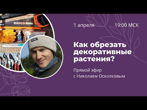 Видео: Как обрезать декоративные растения? Запись эфира с Николаем Осколковым