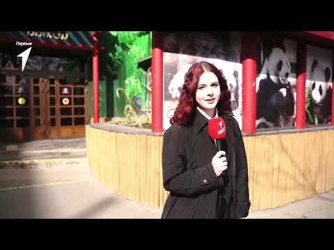 Видео: Панда Катюша | Плюшевый эксклюзив от Новости Первых!