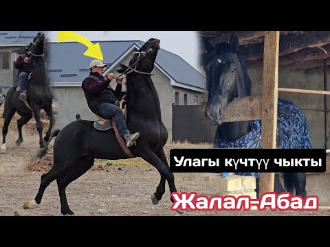 Видео: катуу Кирет КАРА АТ ⭐️ТӨРТ УЛАК ЧАБЫЛДЫ