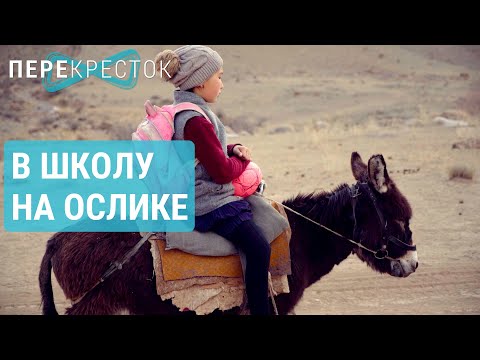 Видео: Девочка, ослик, школа | ПЕРЕКРЁСТОК