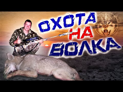 Видео: ОХОТА НА ВОЛКОВ осенью на 2021волки обнаглели фермеры плачут .Wolfsjagd