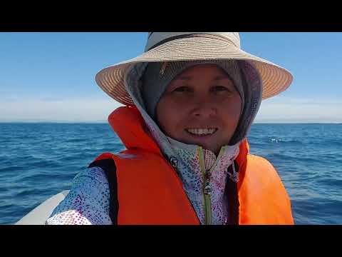 Видео: На рыбалку на рибе. Наши удочки трещат..