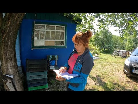 Видео: ❌ Малиновий бізнес без страху перед 7-річним падінням ціни. Заробіток в селі на малині ✅