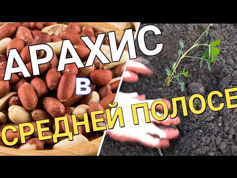 Видео: АРАХИС В ПОДМОСКОВЬЕ. Эксперимент на моих сотках.