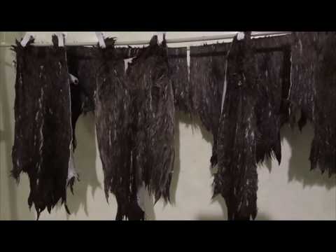 Видео: Выделка шкур кролика. дубление, стирка, полоскание, жирование, сушка