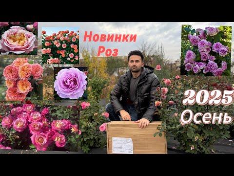 Видео: Посылка с Новыми Роза из Питомника Розы ￼ Вдохновения￼￼￼￼