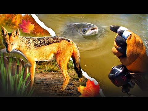 Видео: КҮЗГІ ТРОФЕЙ АМУР АУЛАУ, ШАКАЛ БАЛЫҚТЫ ҰРЛАП КЕТТІ !!!