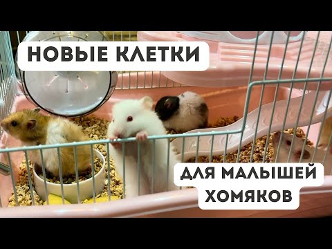 Видео: Распаковка новых клеток для моих малышей-хомячков! 🐹🏡