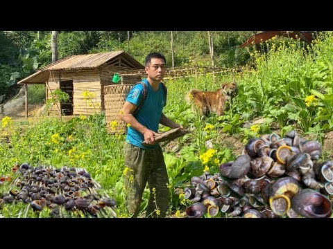 Видео: 360 дней строительства фермы, выращивания овощей, строительства дома, жизни в одиночестве в лесу