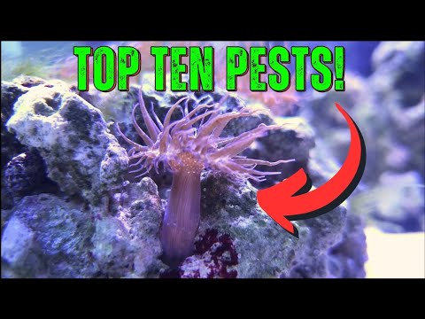Видео: ВРЕДИТЕЛИ морского аквариума и что с ними делать!
