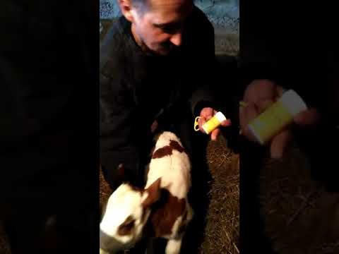 Видео: Первое обезроживание. Тестируем пасту "антирог"