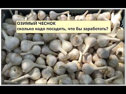 Видео: ОЗИМЫЙ ЧЕСНОК. Выгодно ли выращивать чеснок?