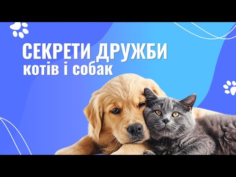 Видео: ЯК ПОДРУЖИТИ КІШКУ ТА СОБАКУ? — ЗНАЙОМСТВО КОТА І СОБАКИ