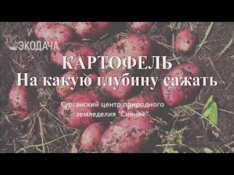 Видео: Как лучше картошку посадить #картофельпосадка