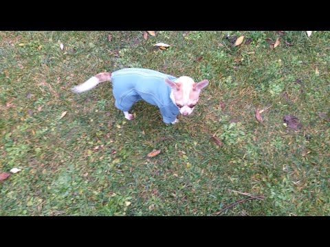 Видео: Луша и Никки. Как я клад закопала