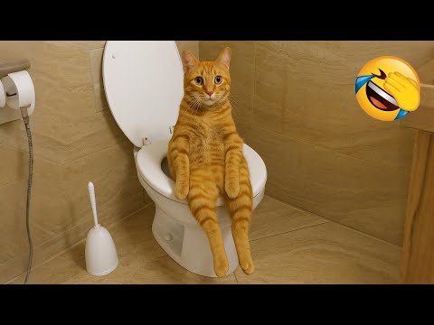 Видео: Попробуй не засмеяться 😂 Самые смешные видео с животными 😹🐶 Часть 10