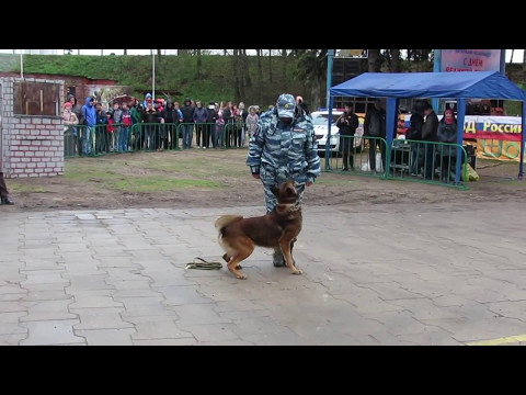 Видео: Задержание собаками вооружённых преступников  - / выступление кинологов Смоленск 09.05.2017