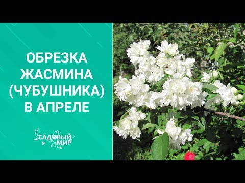Видео: Обрезка жасмина (чубушника) в апреле