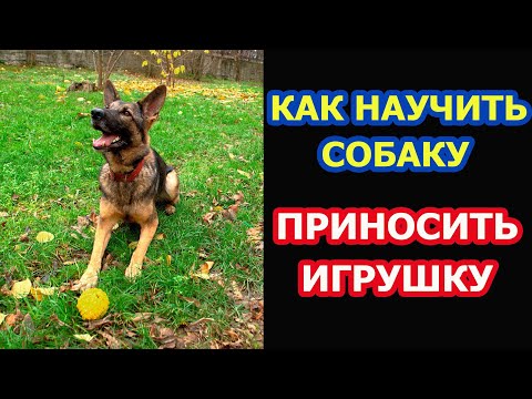 Видео: КАК НАУЧИТЬ СОБАКУ ПРИНОСИТЬ ИГРУШКУ |ДРЕССИРОВКА НЕМЕЦКОЙ ОВЧАРКИ КАК НАУЧИТЬ СОБАКУ ПРИНОСИТЬ МЯЧ